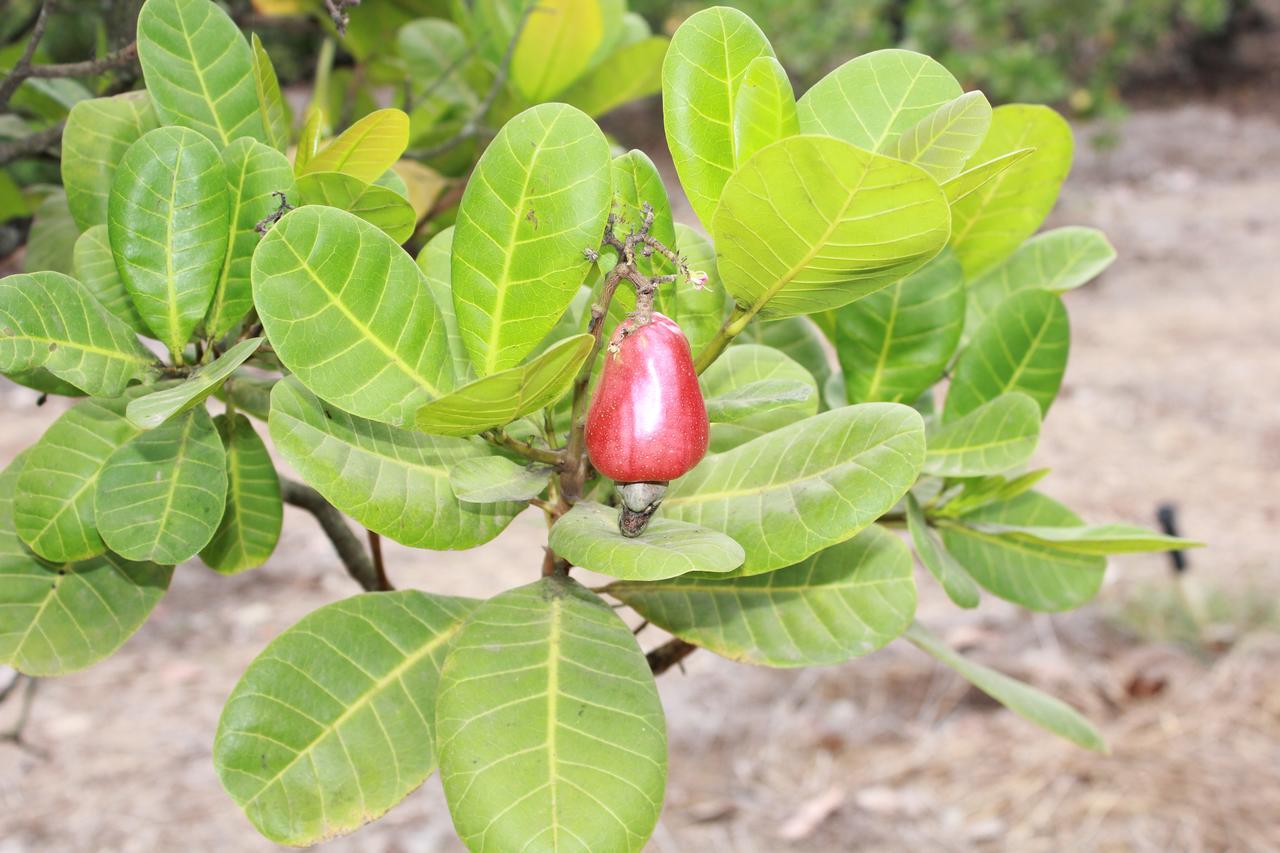 Sneha Farm House Kudal  Bagian luar foto